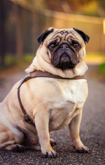 A vertical selective focus closeup of a pug dog  sitting on the ground